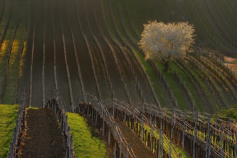 Весенний рассвет на виноградниках
