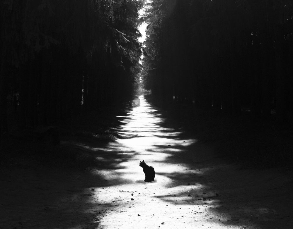 Предчувствие