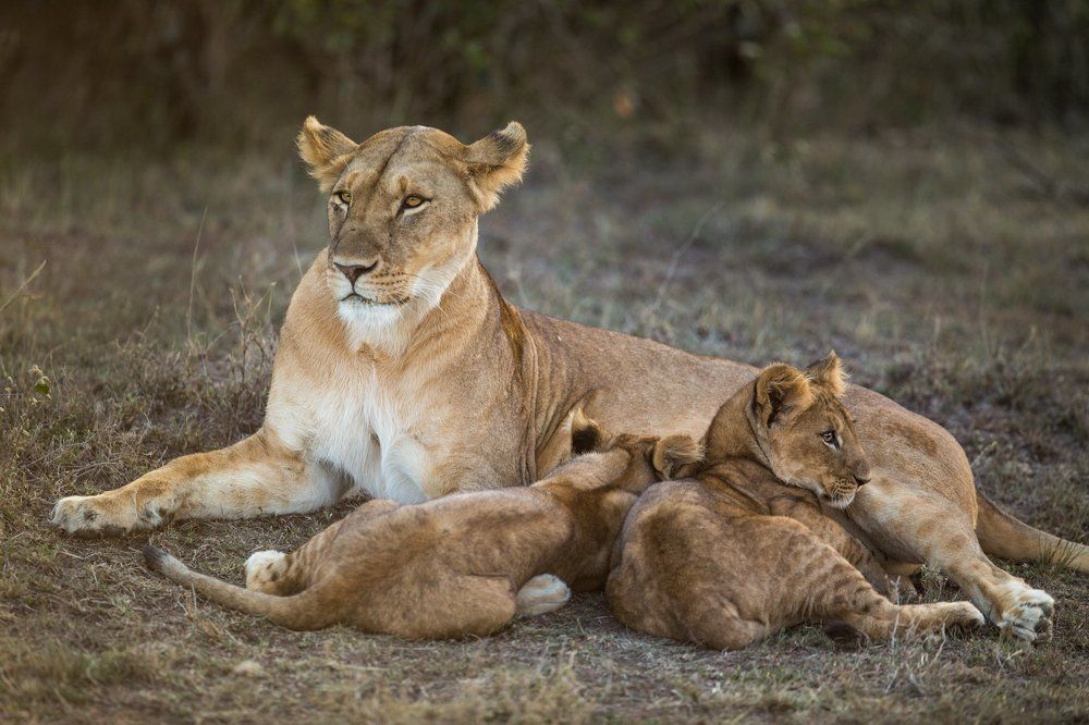 Львица с львятами.