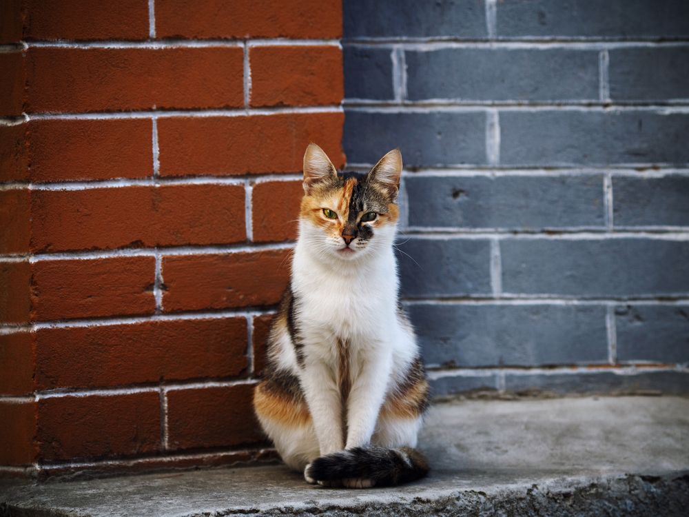 Кошачий мир моего города. 1.