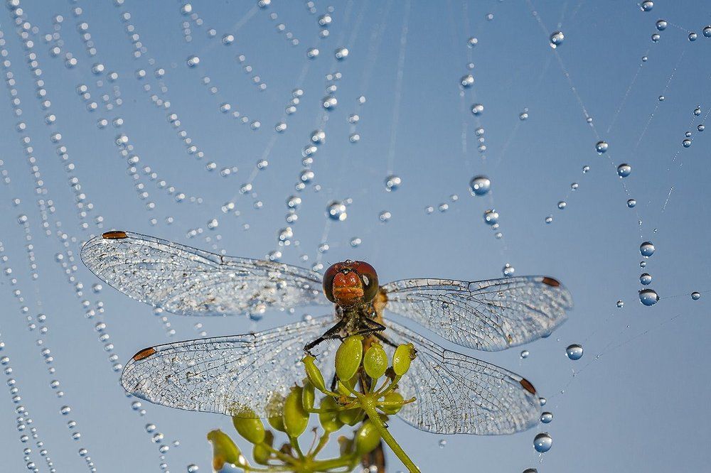 Утренний жемчуг.