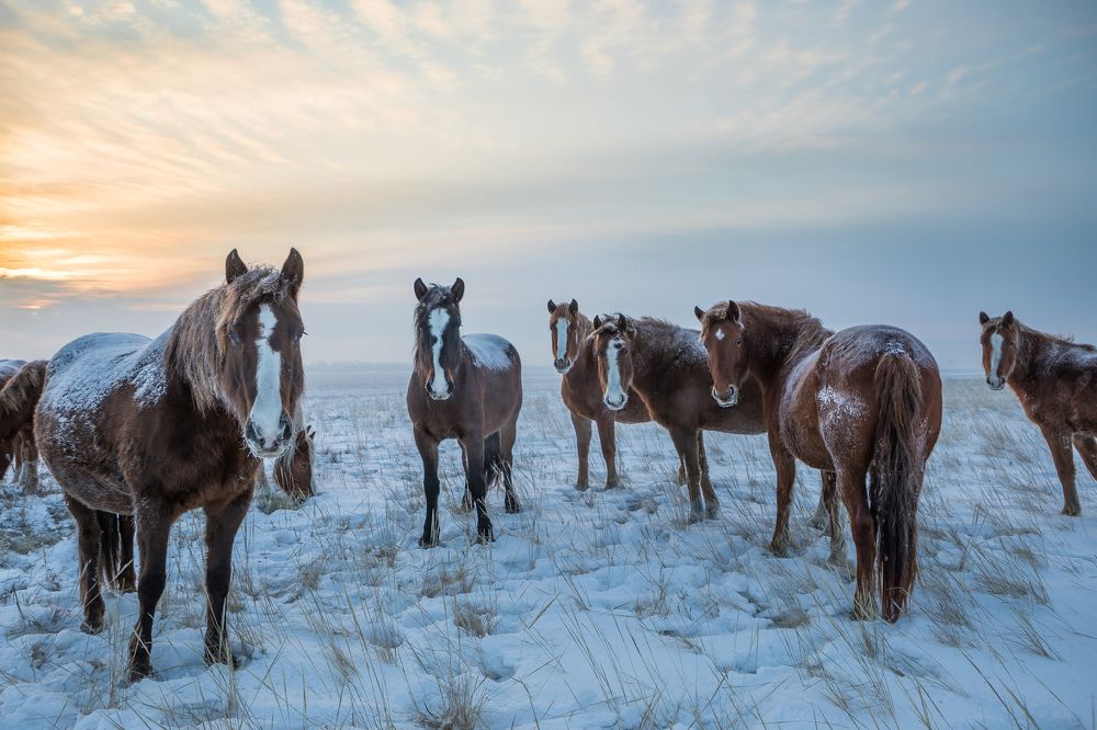Лошади в степи