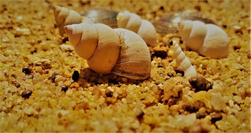 Shell