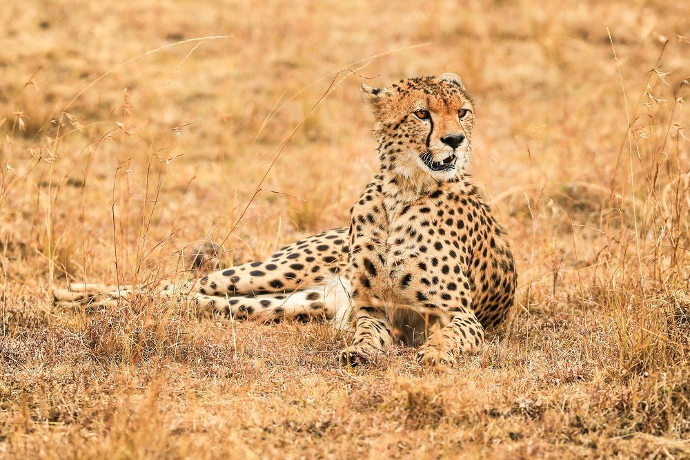 Гепард на охоте.