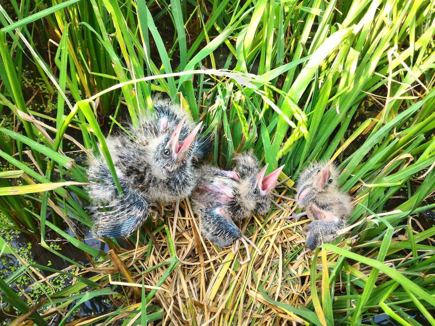 Birds