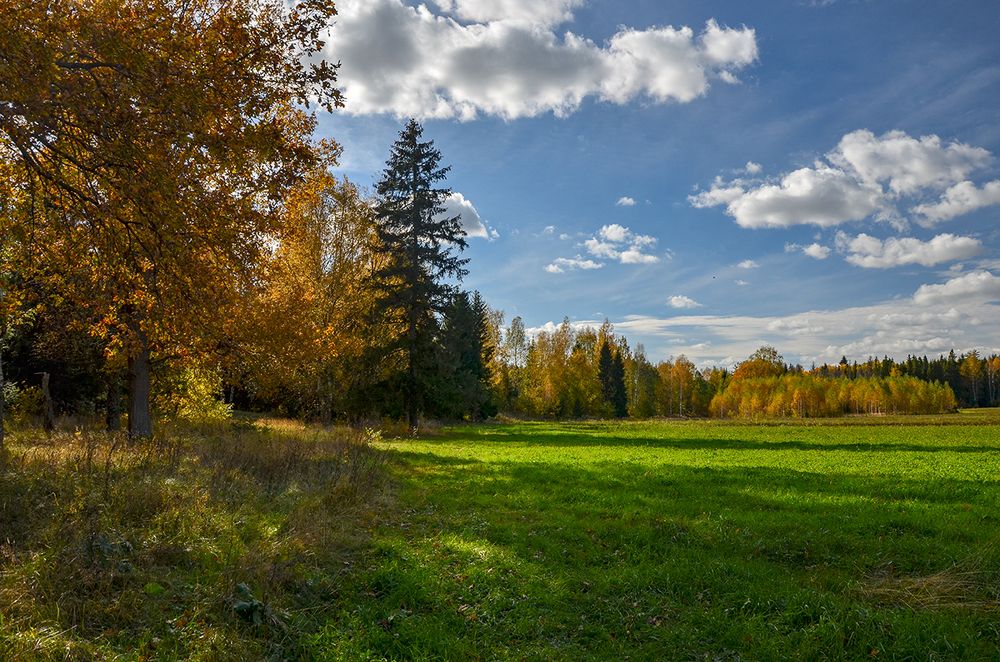 Осенний лес