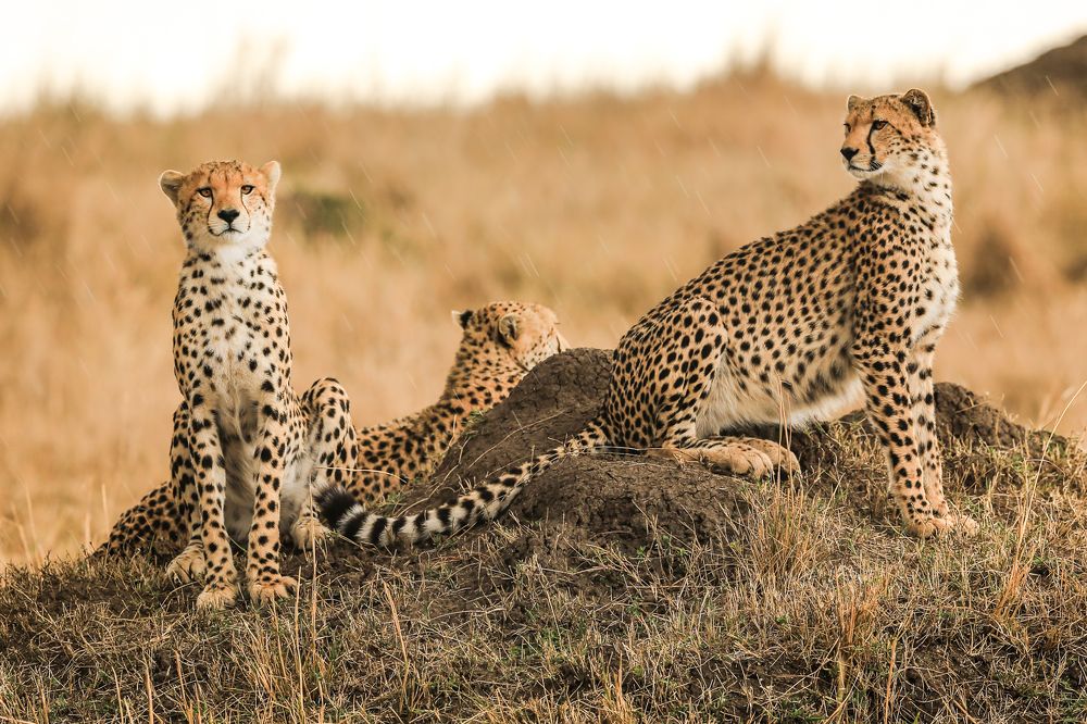 Три гепарда под дождем.