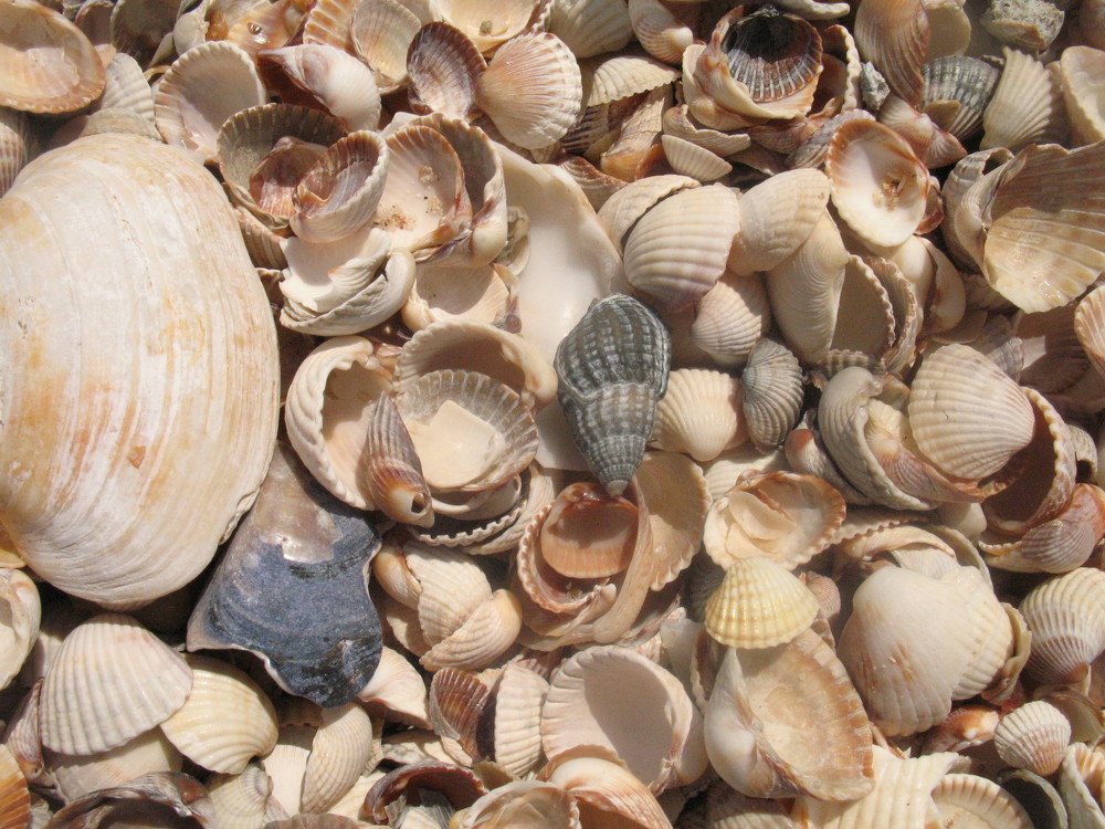ракушки