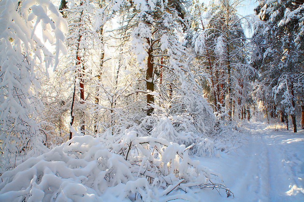 Пробиваются лучи сквозь лесной валежник