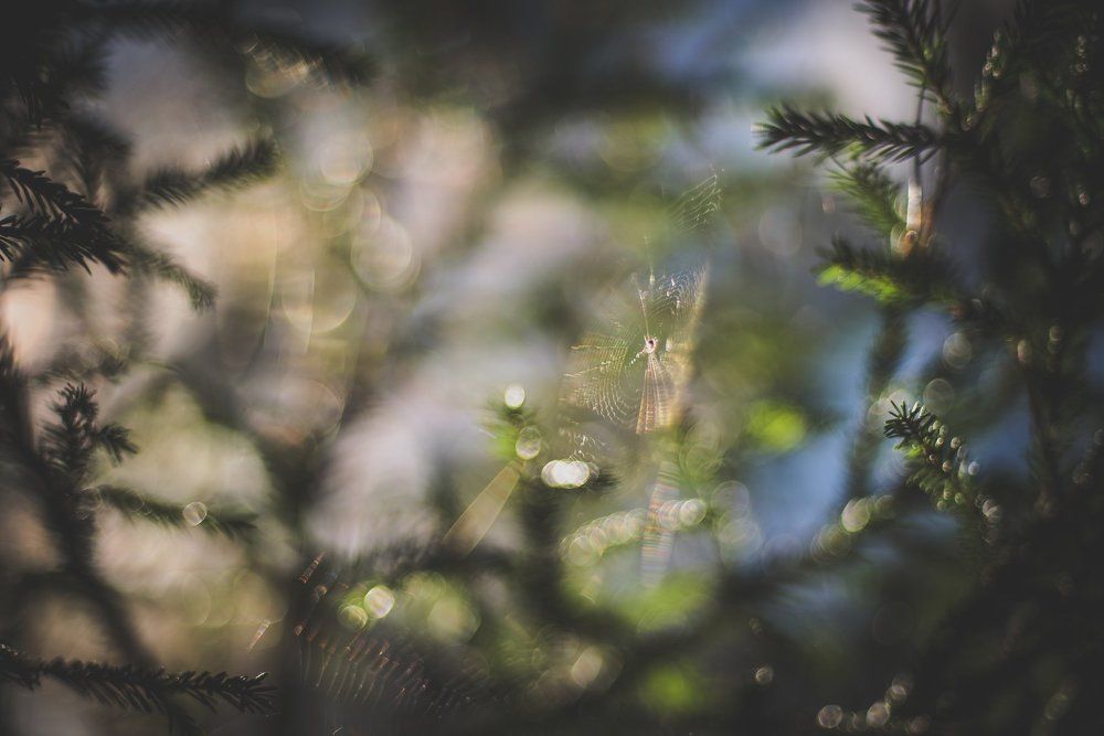 Photograph by Blosavenu