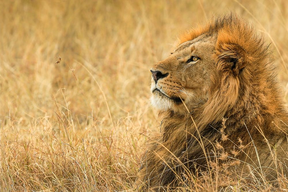 Задумчивый лев.