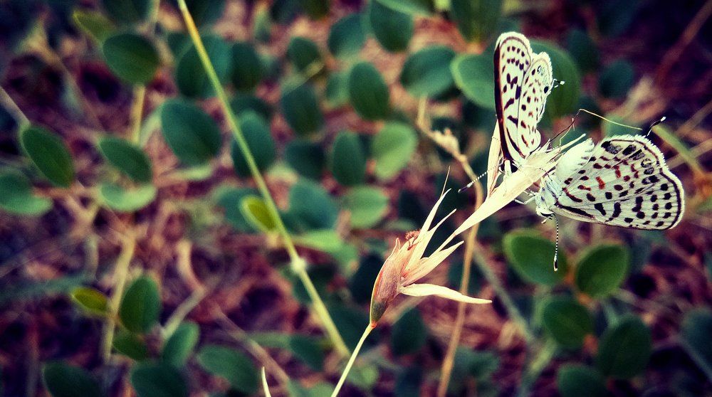 Butterflies on the grass