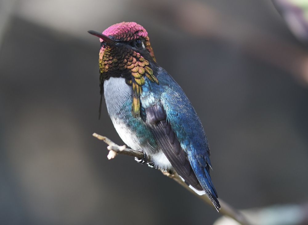 Bee Hummingbird - a World of Elegance