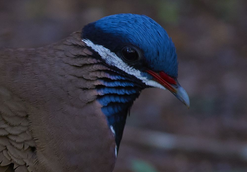 Blue-headed Quail Dove