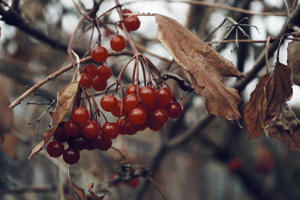 калина красная