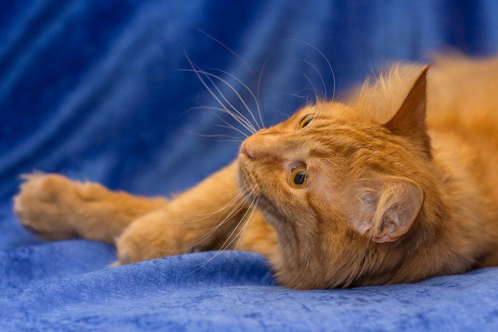 "Ты говоришь, что ты собака?!"