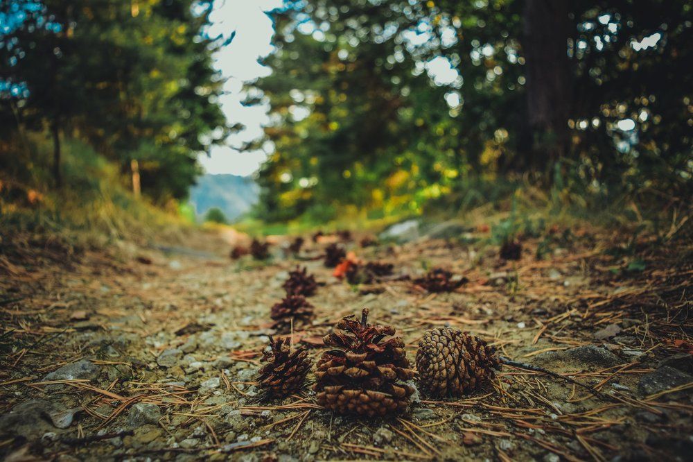 Fall is coming