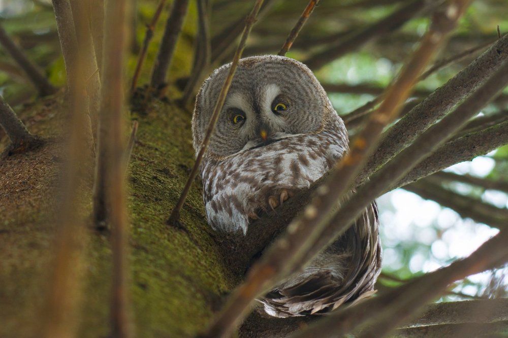 Надзиратель.