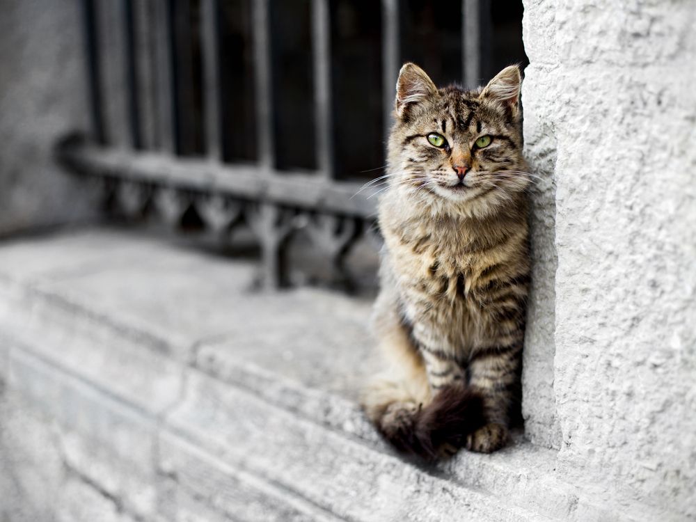 Кошачий мир моего города. 8.