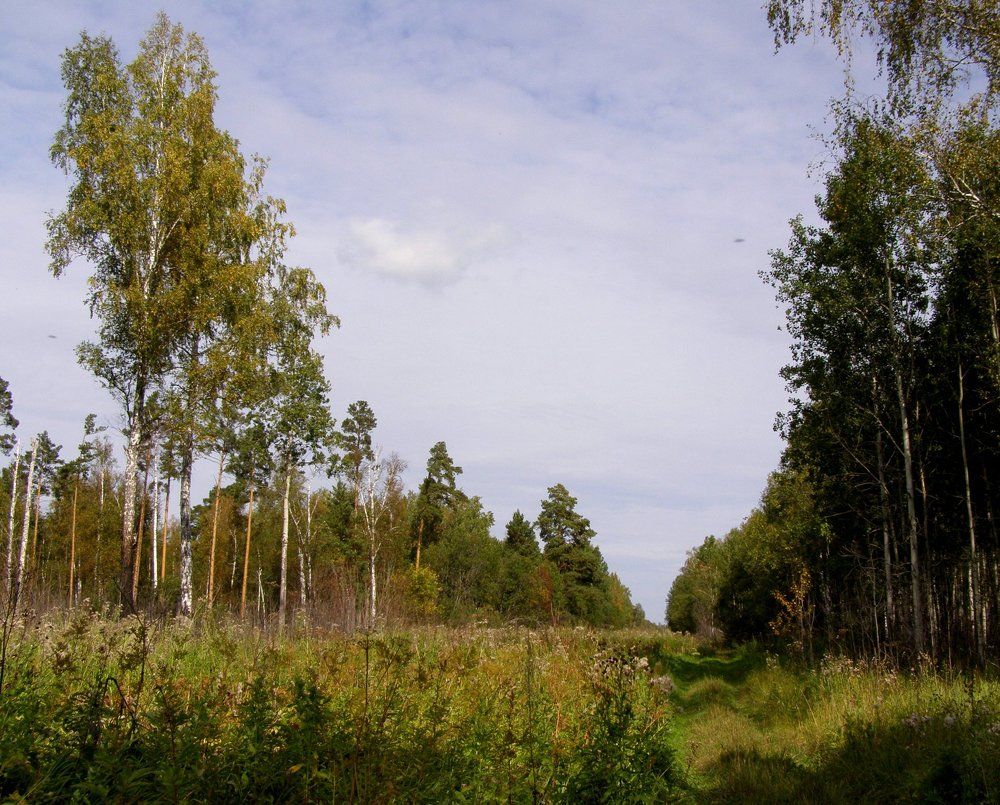 Лесная дорога