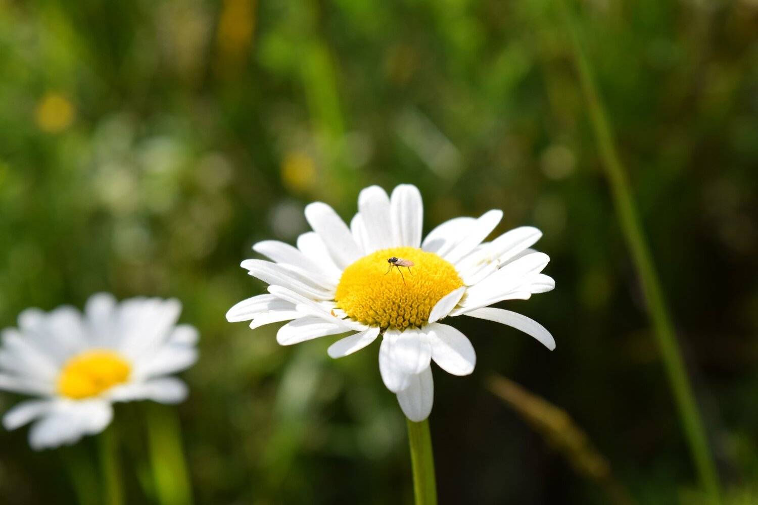 Daisy