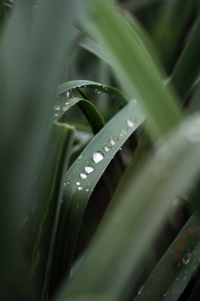 После дождя