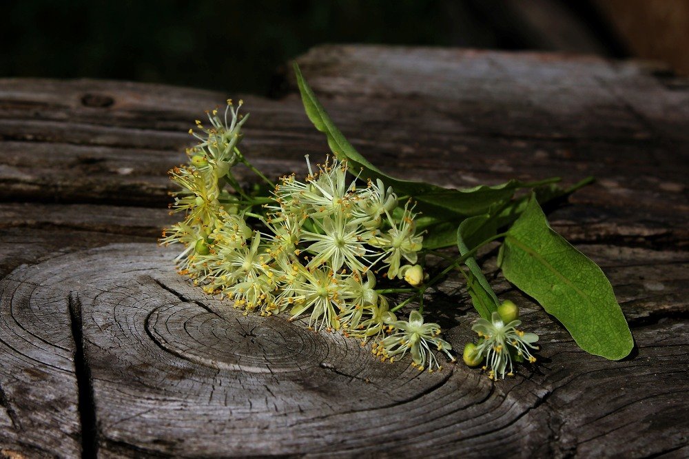 Липовый цвет