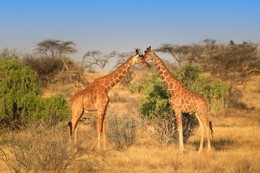 Влюбленные жирафы.