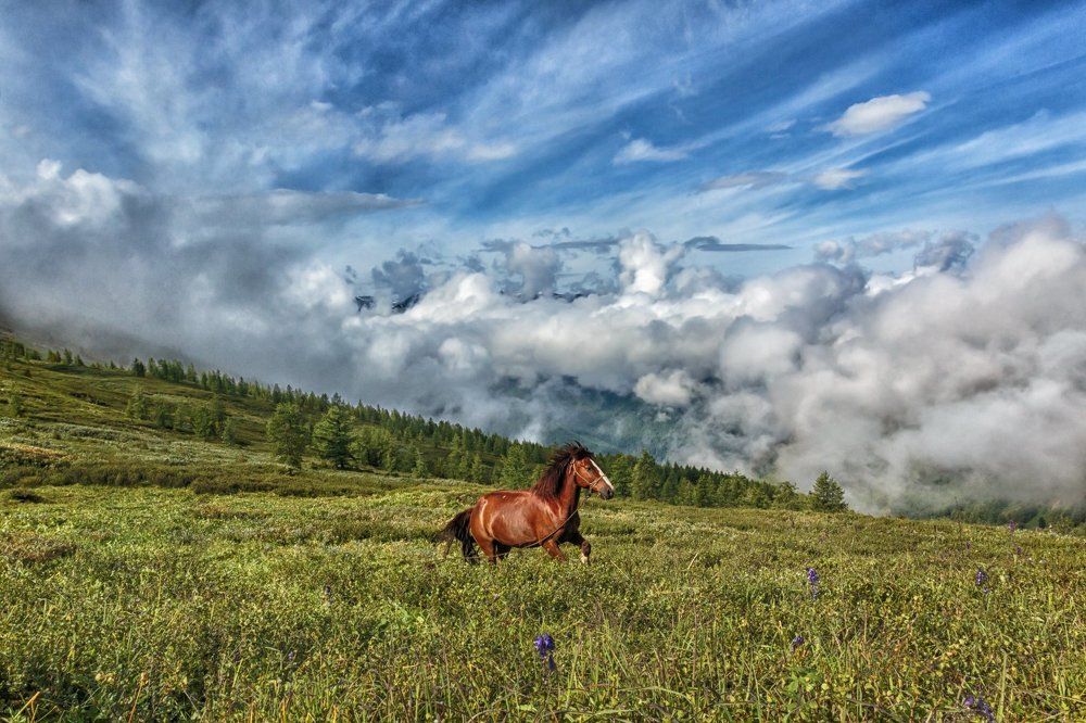 Утро в Алтае