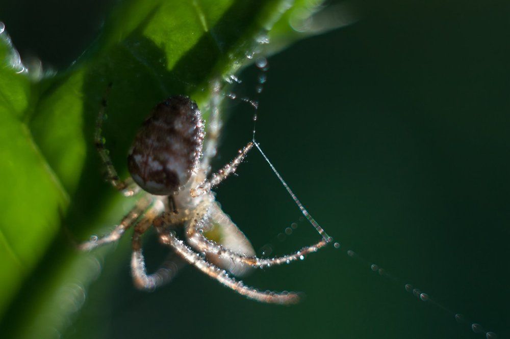 Ночной охотник