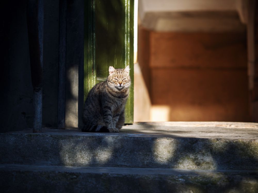 Кошачий мир моего города. 4.