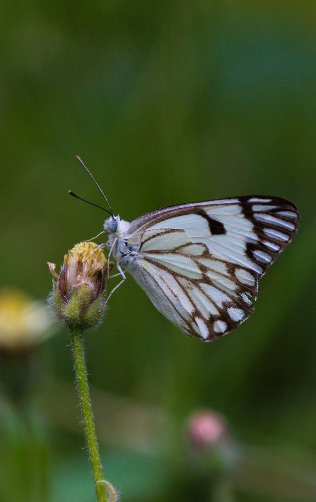butterfly lockscreen