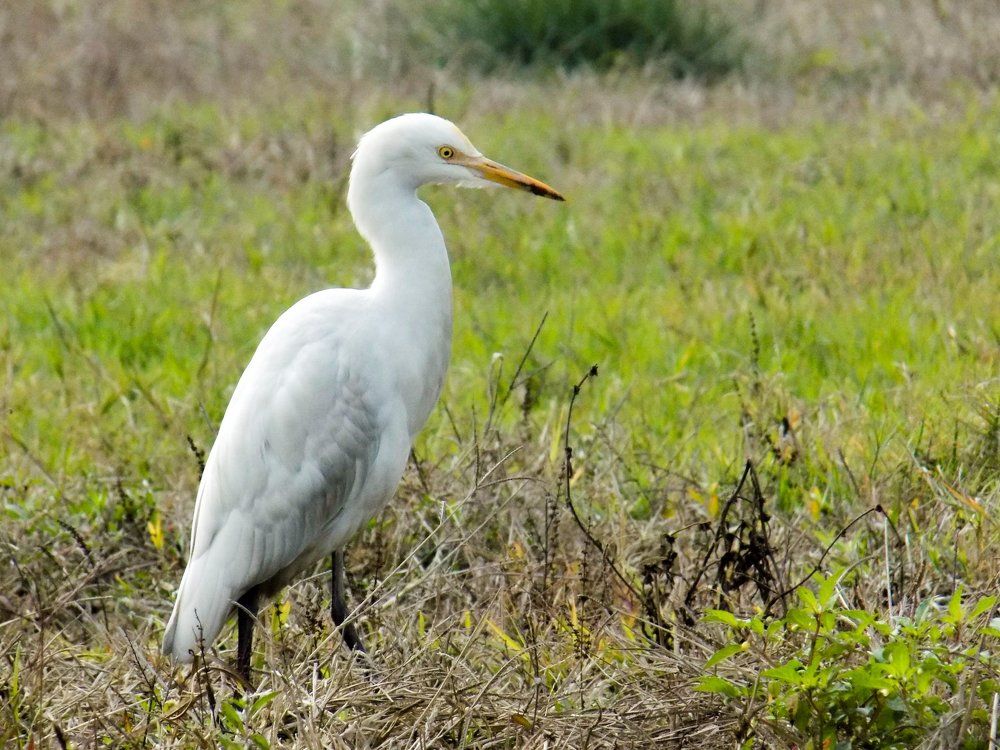 The lonely egret