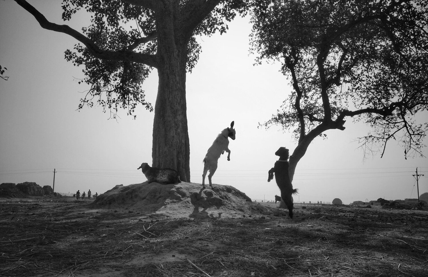 PLAYING