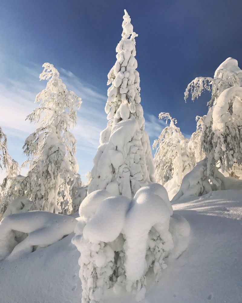 Сказочная Ель