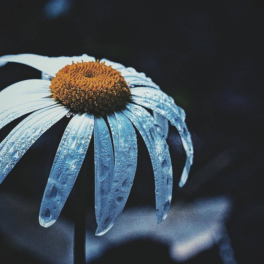 flower in rain
