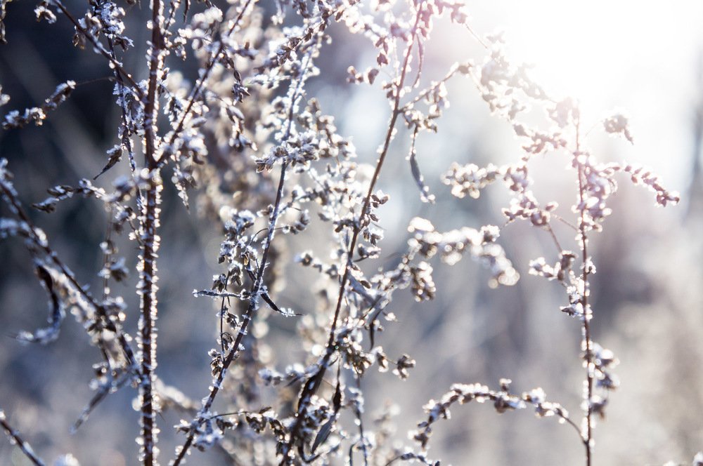 Морозное утро