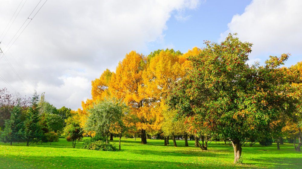 Beautiful Autumn season in Russia