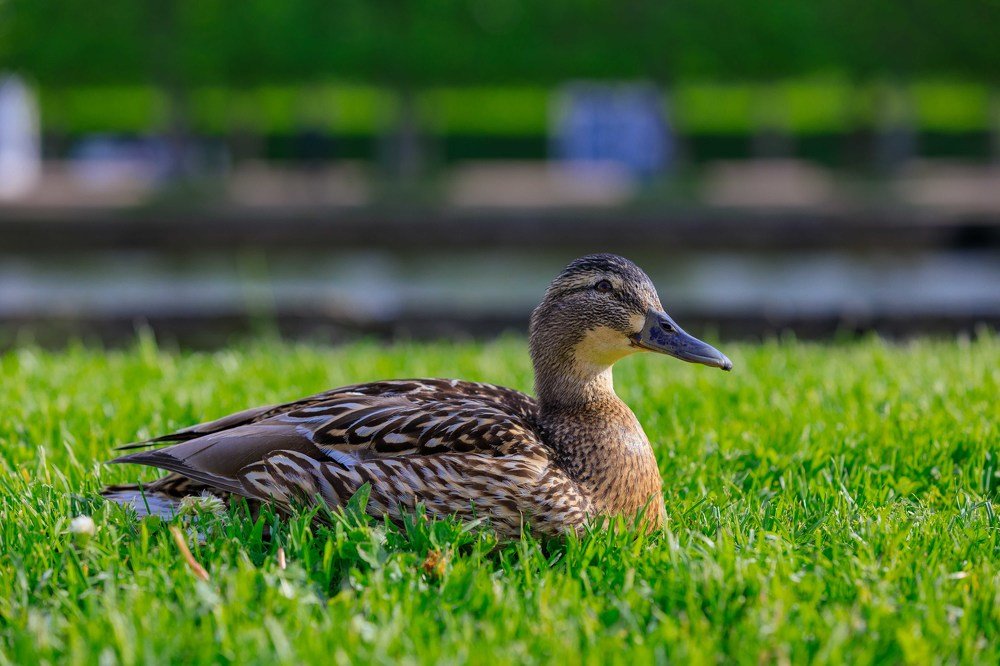 Любопытство