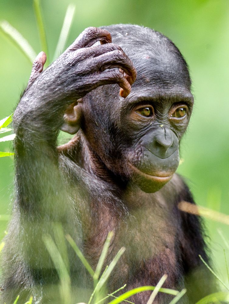 Очень близкий родственник