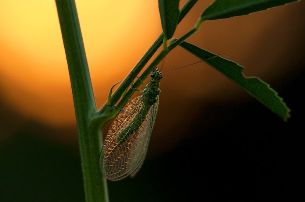Про золотые крылья