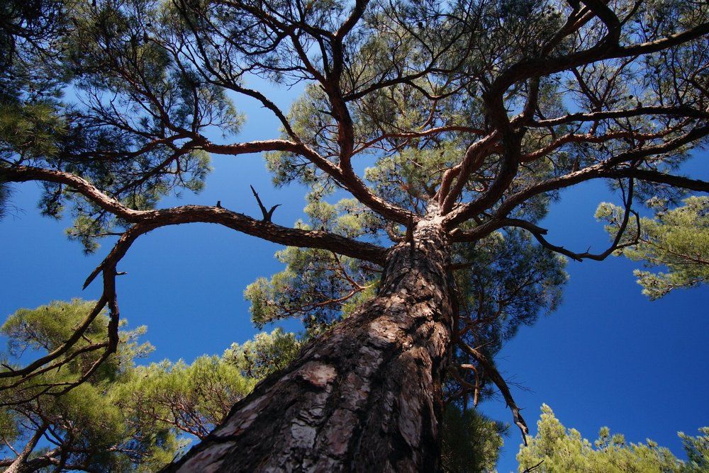 Ветви жизни