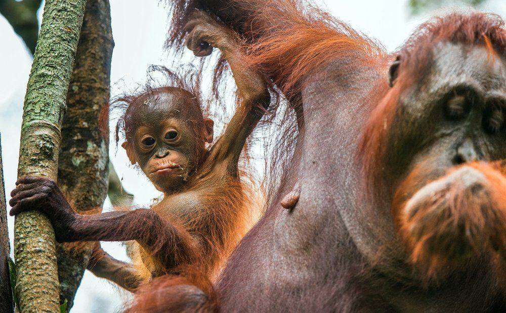 Человекообразные
