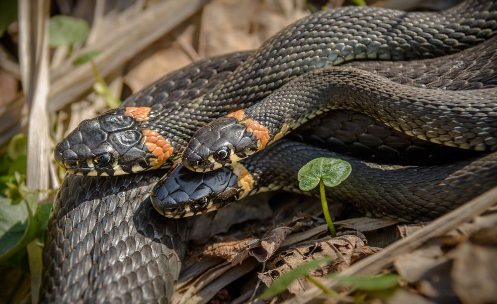 Соперничество