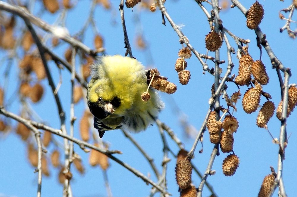 Чижик-пыжик