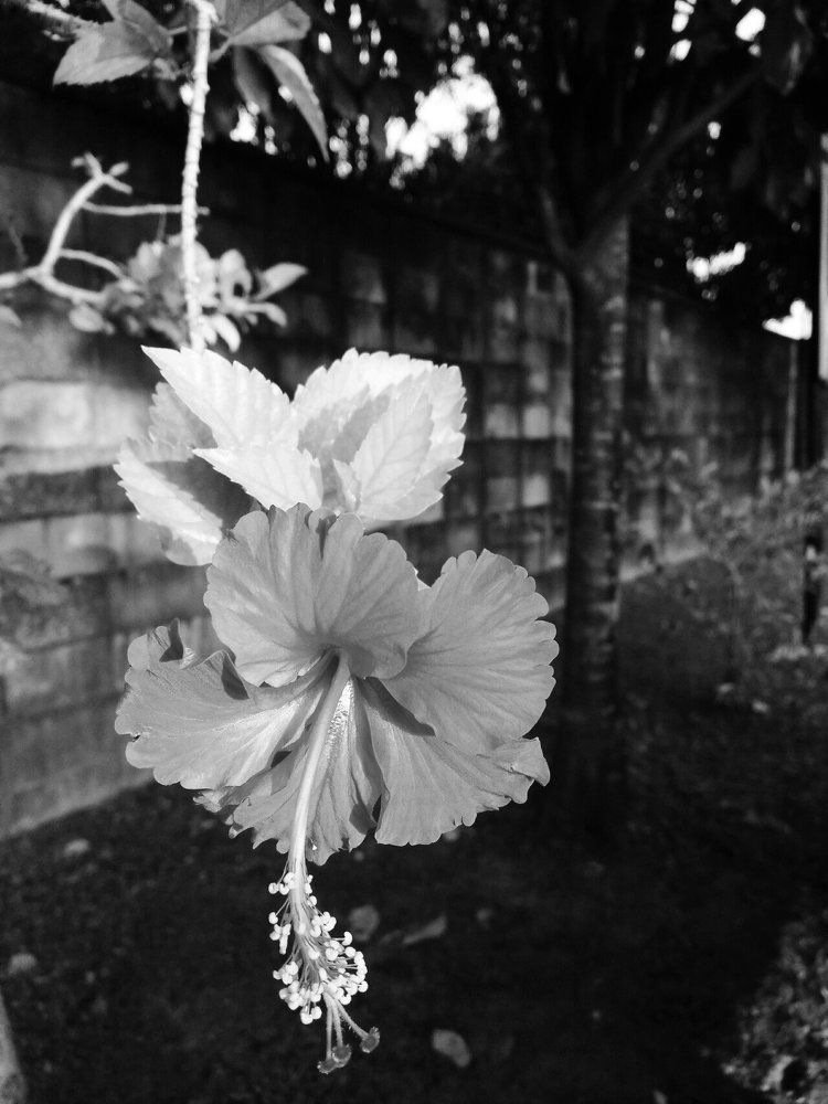 Hibiscus