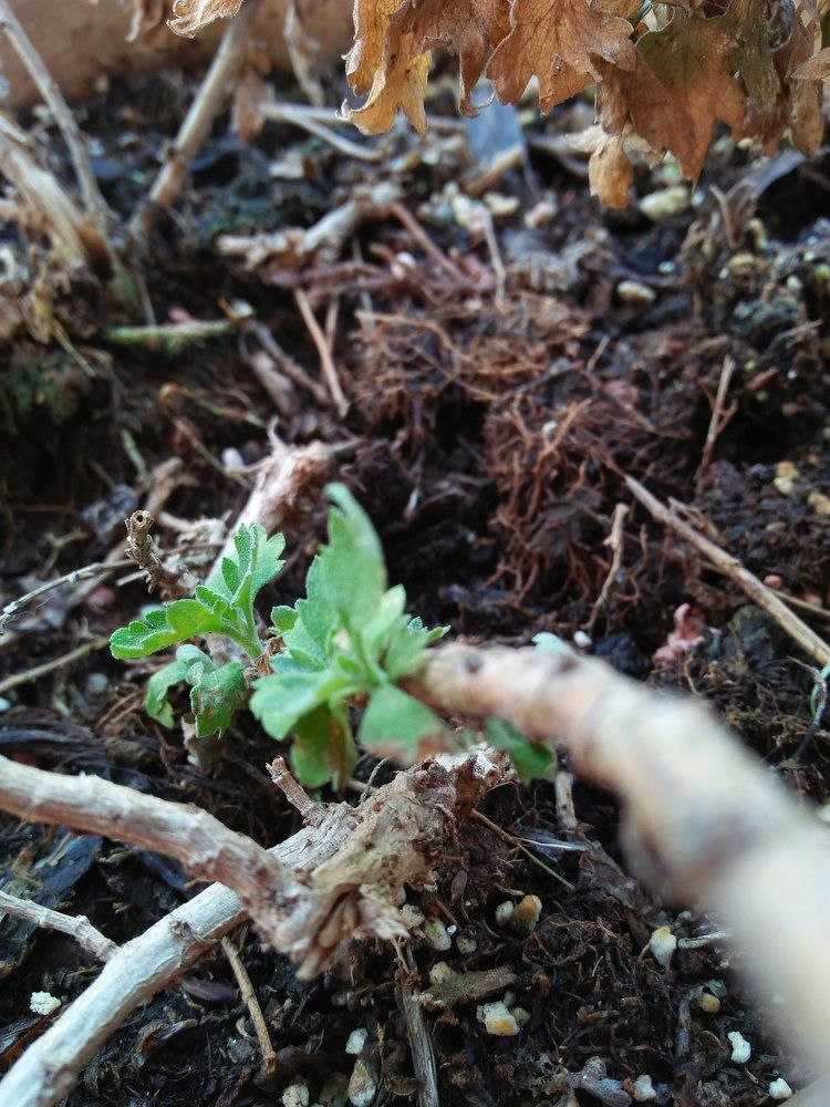 Root
