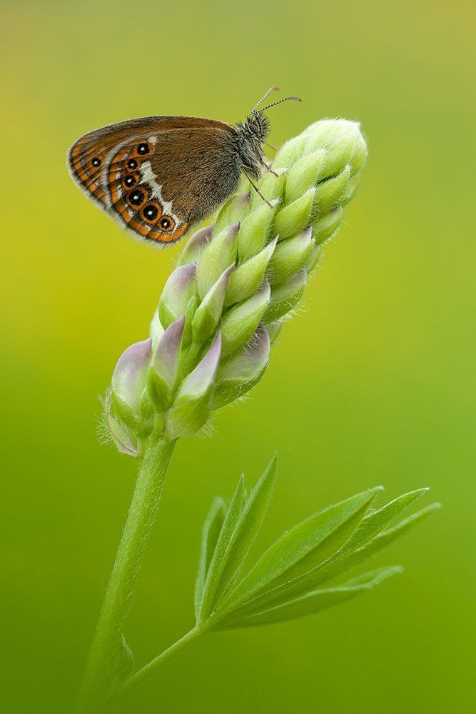 Геро и люпин