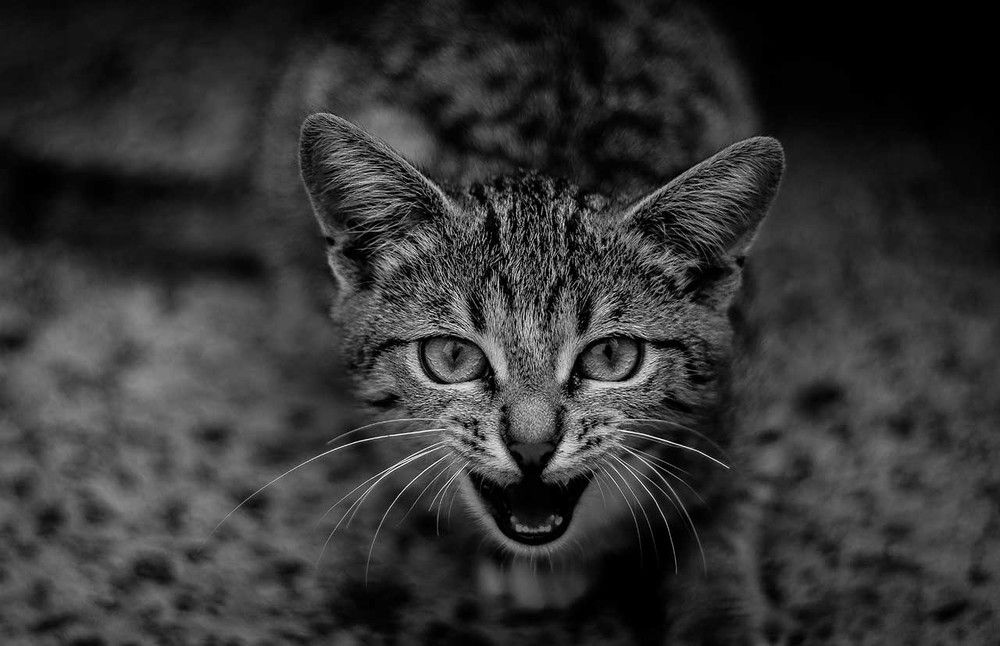 Photograph by Анастасия