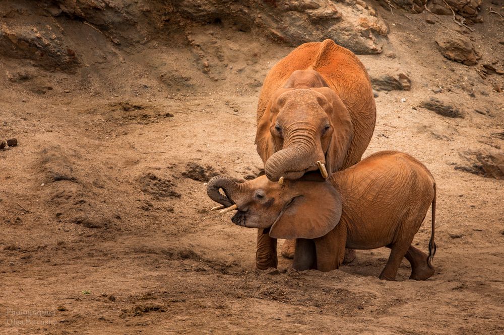 Слоны красной земли Восточного Тсаво.